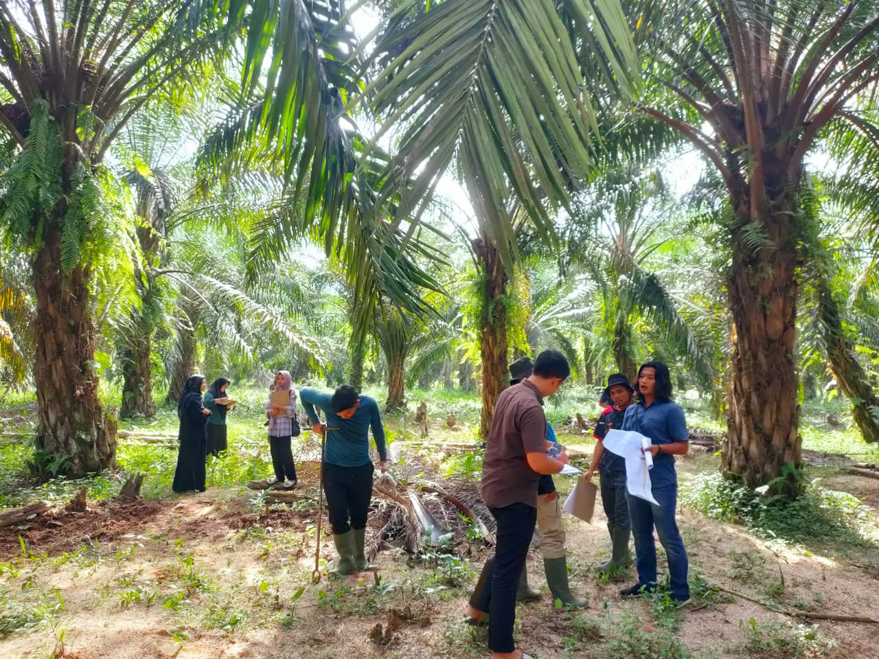 Persawahan Indonesia